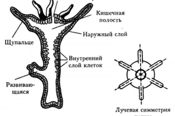 Кракен даркнет что известно